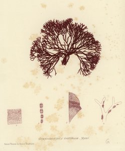 イギリスの海草（自然印刷） 作： English School